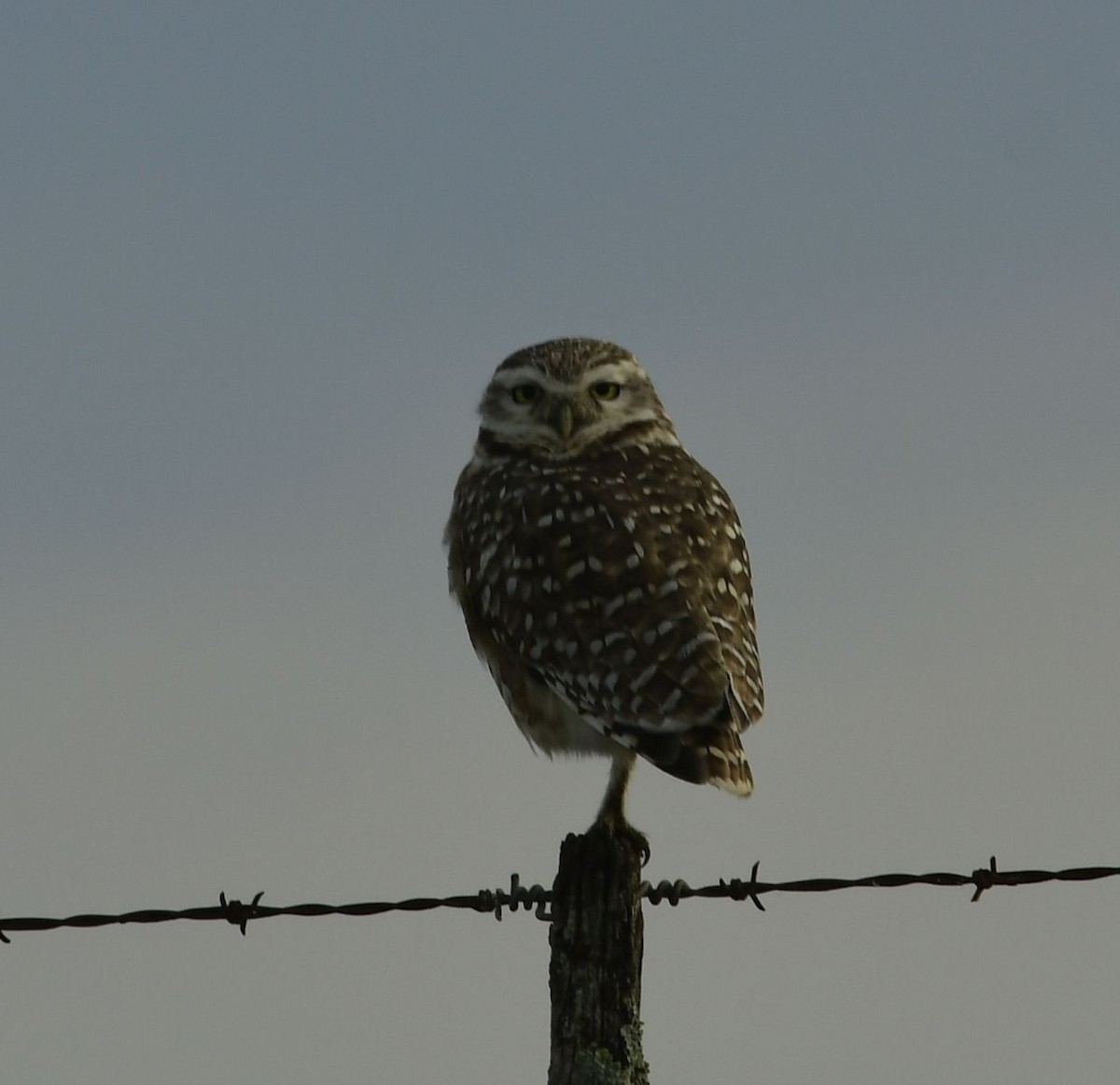 Burrowing Owl - ML621112507