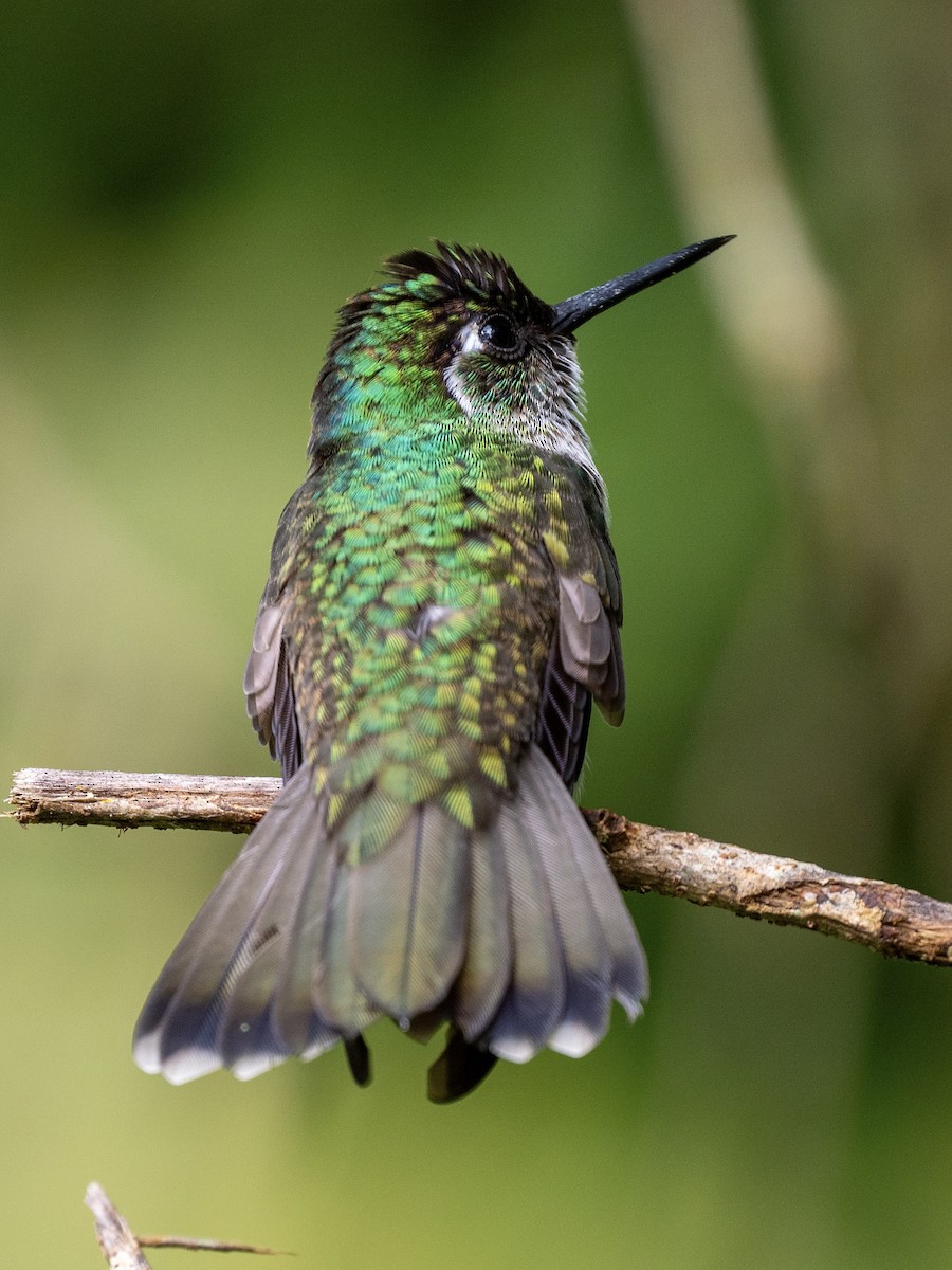 kolibřík vysočinný - ML621112515