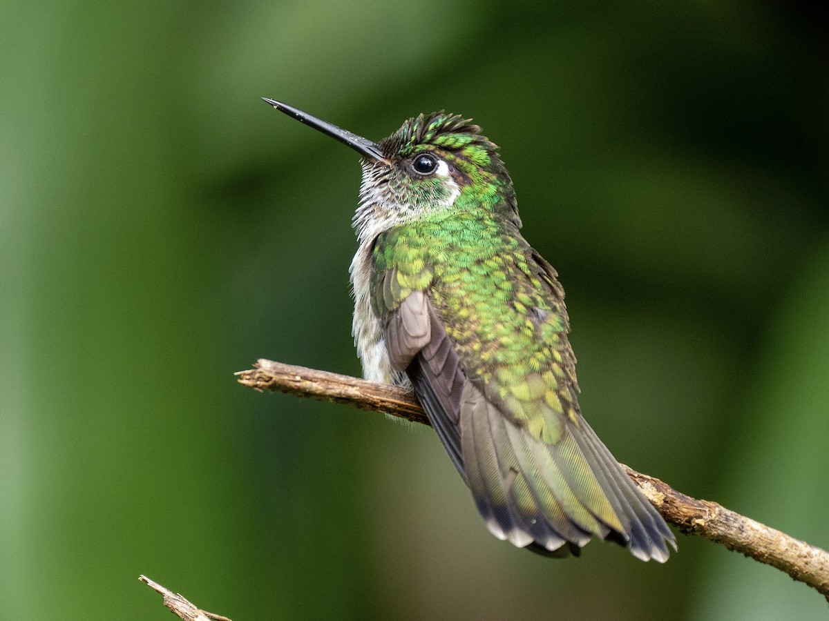 kolibřík vysočinný - ML621112516
