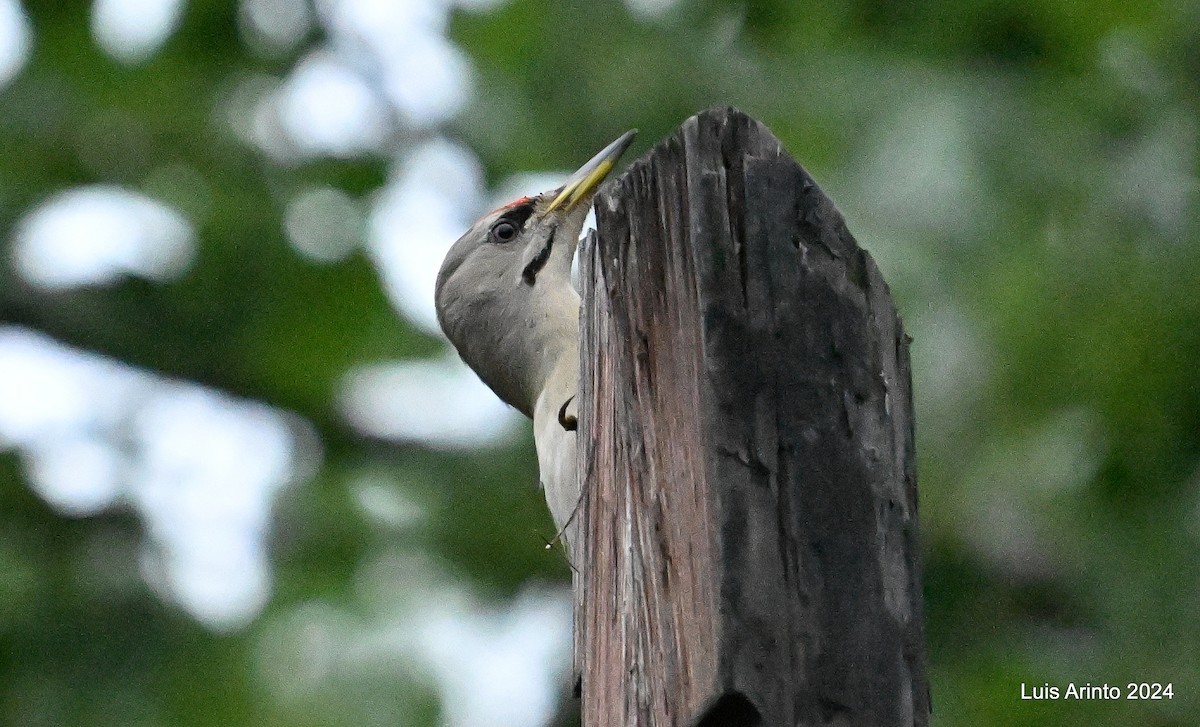 Gray-headed Woodpecker - ML621112530