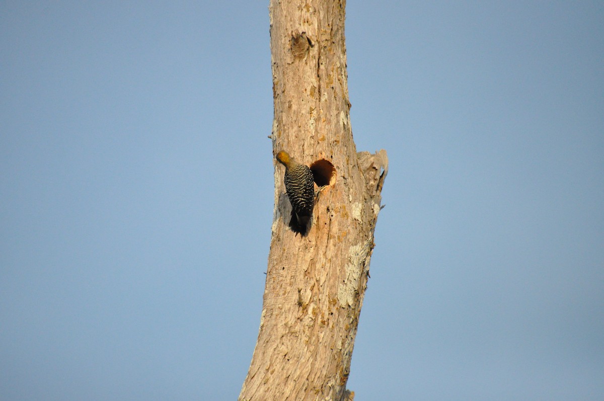 Golden-naped Woodpecker - ML621112540