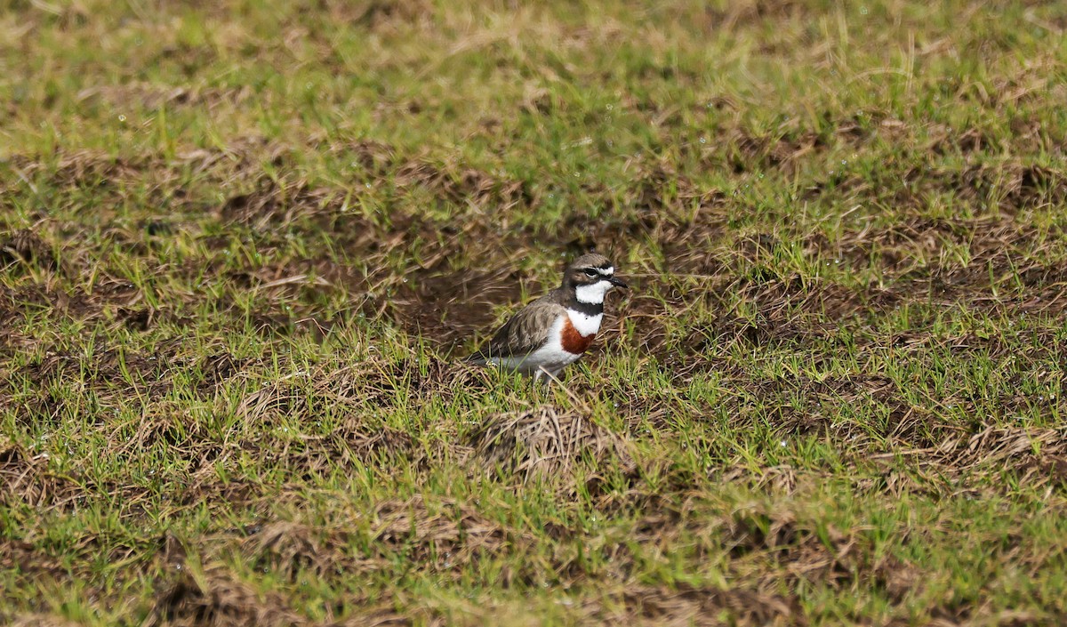 Double-banded Plover - ML621112576