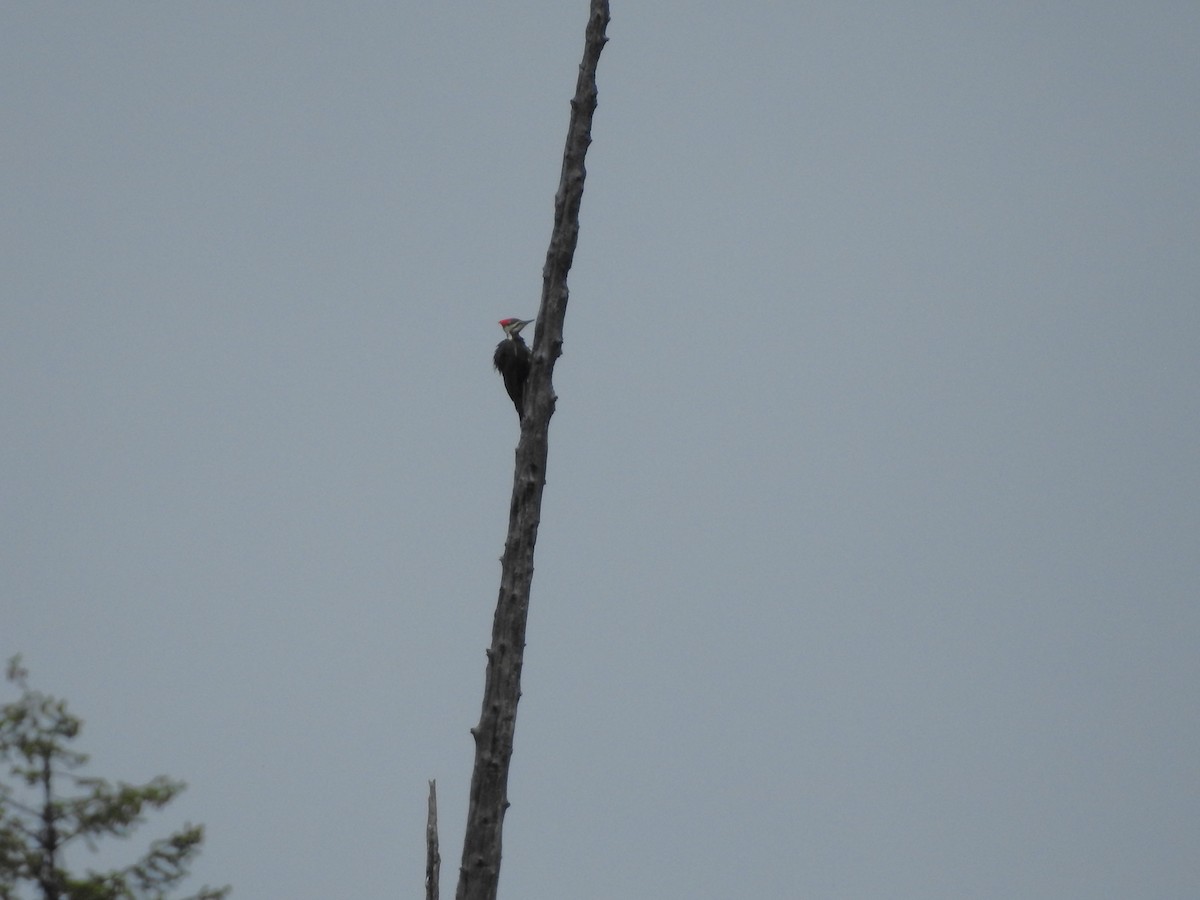 Pileated Woodpecker - ML621112594