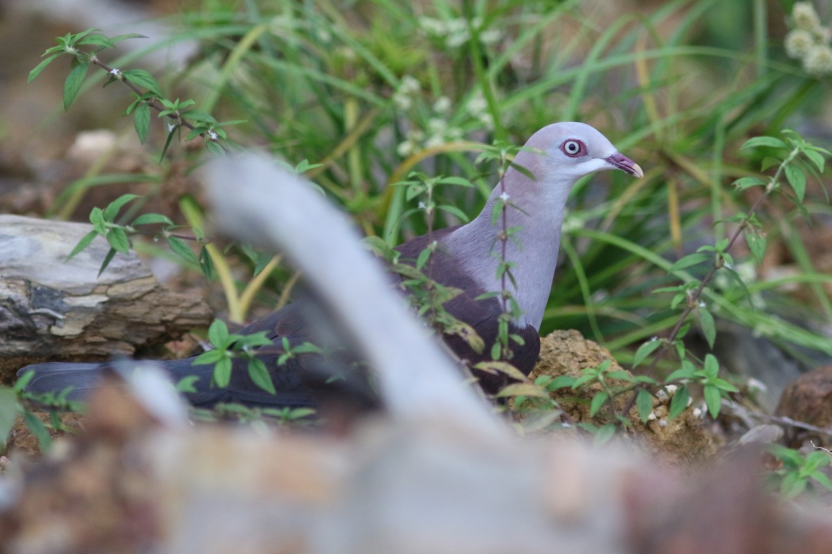 Mountain Imperial-Pigeon - Benjamin Pap