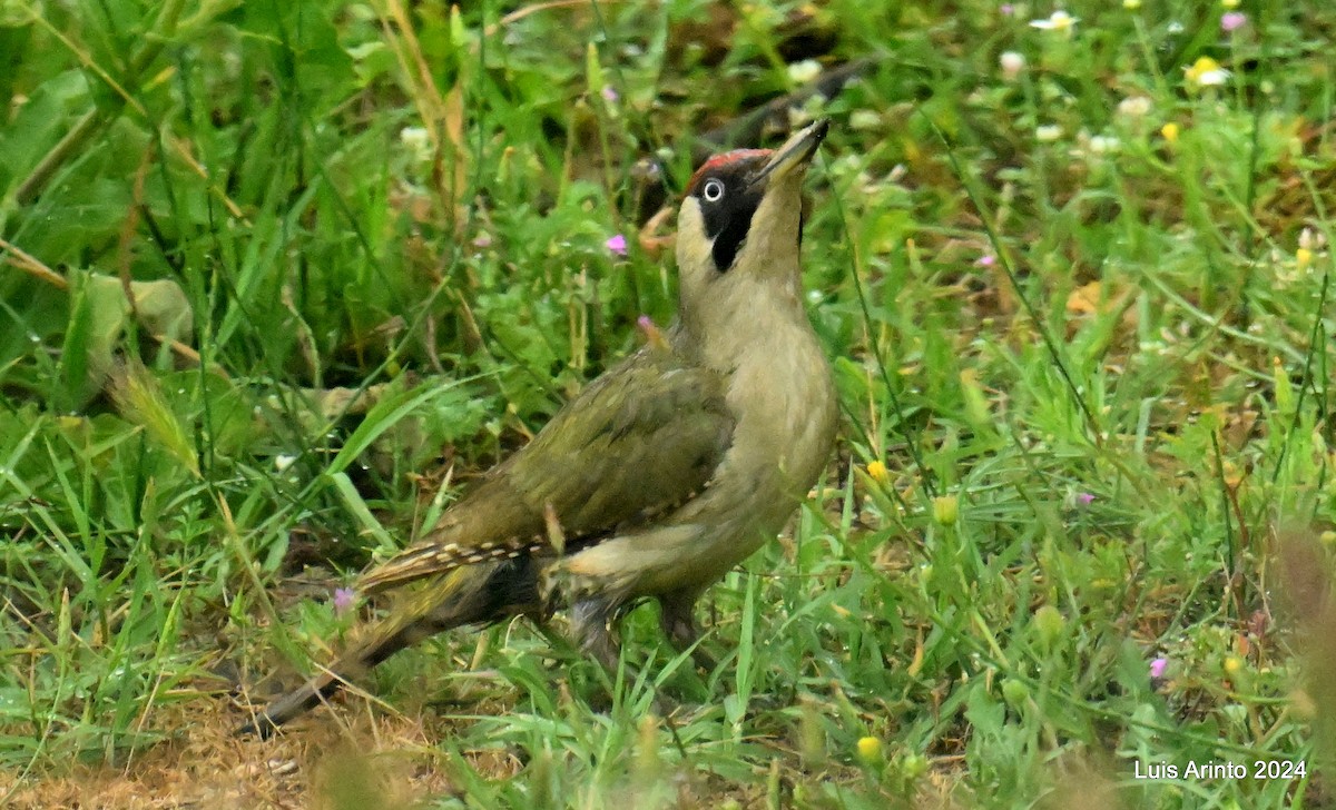 Eurasian Green Woodpecker - ML621112630