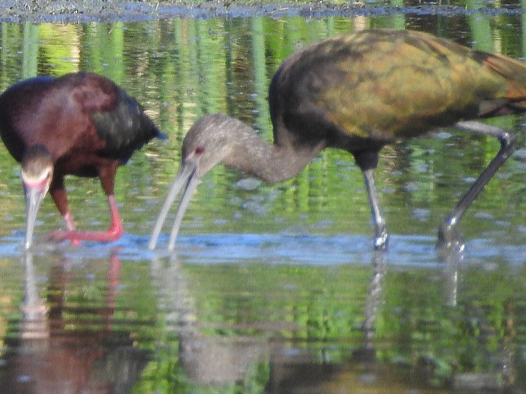 ibis americký - ML621112635