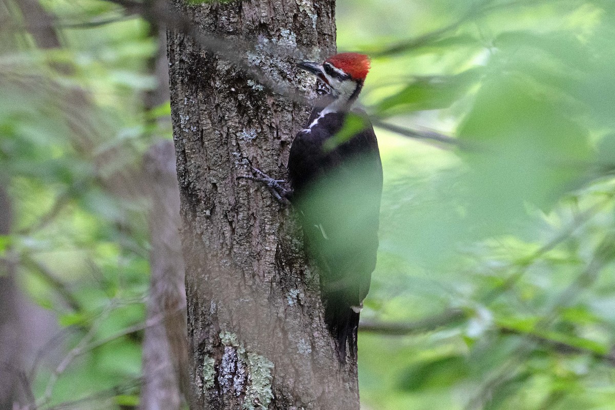 Pileated Woodpecker - ML621112716