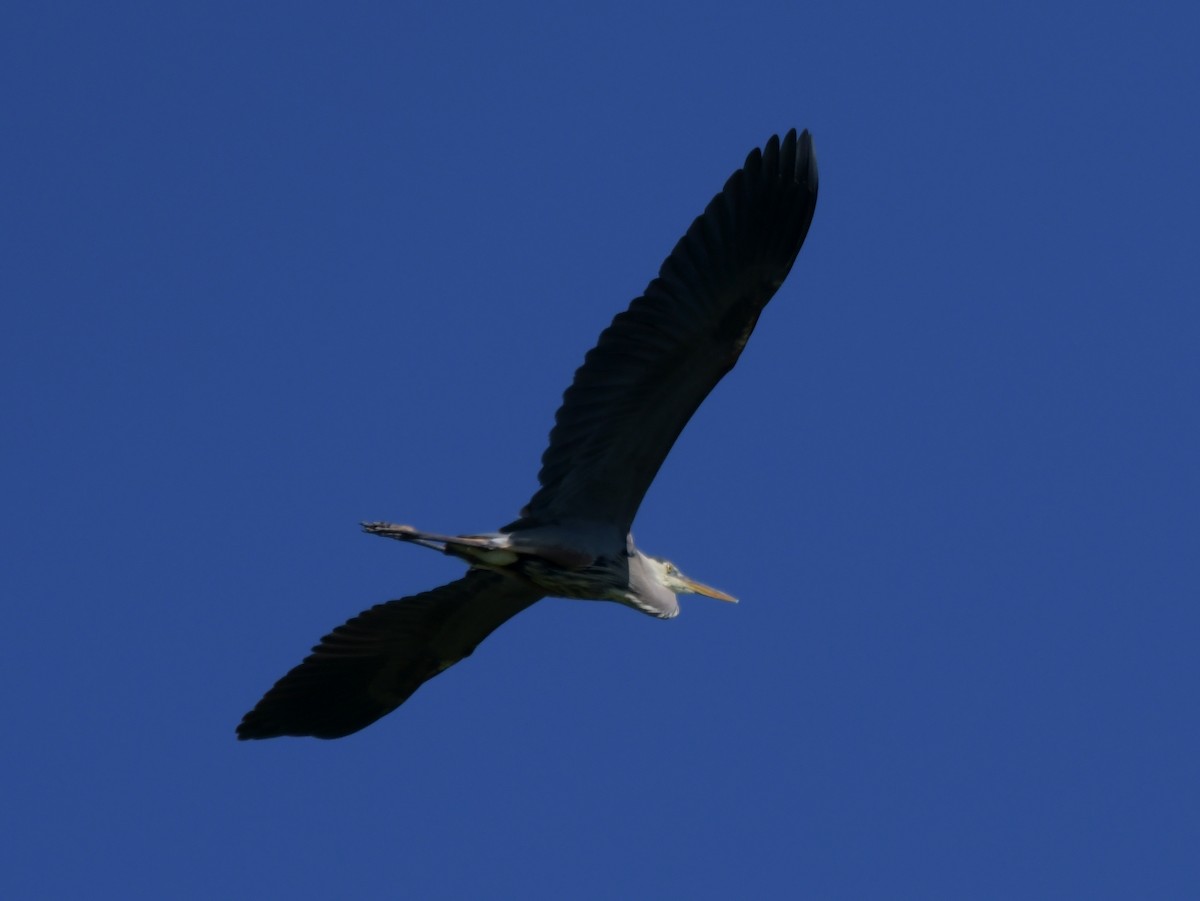 Great Blue Heron (Great Blue) - ML621112727