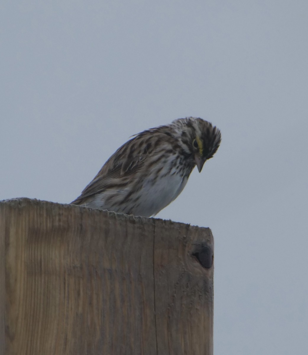 Savannah Sparrow - ML621112754