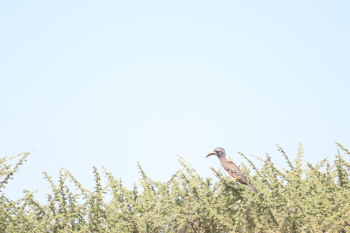 African Gray Hornbill - ML621112758