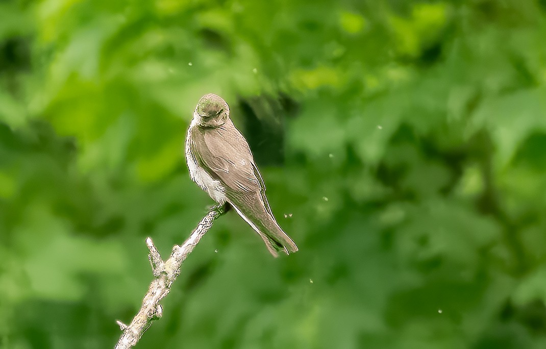Northern Rough-winged Swallow - ML621112762