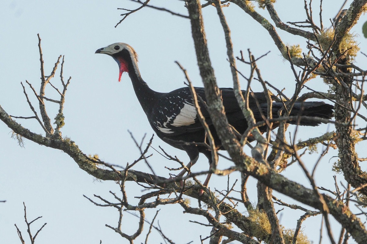 Red-throated Piping-Guan - ML621112776