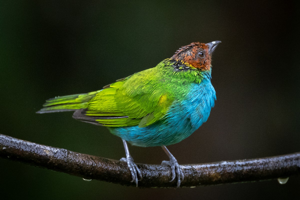 Black-capped Tanager - ML621112779