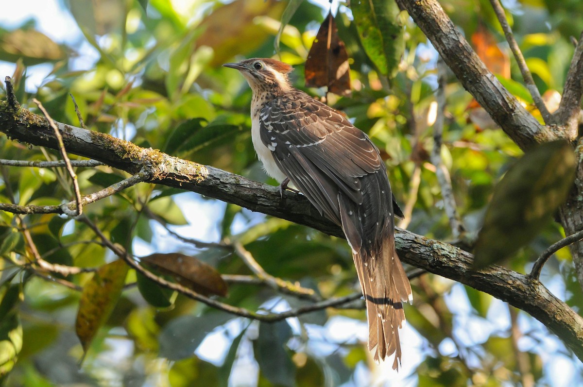 Pheasant Cuckoo - ML621112785