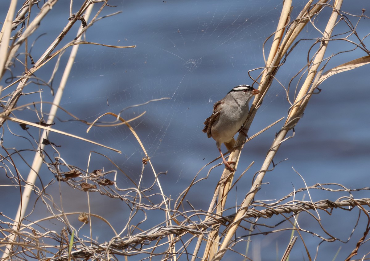 White-throated Sparrow - ML621112806