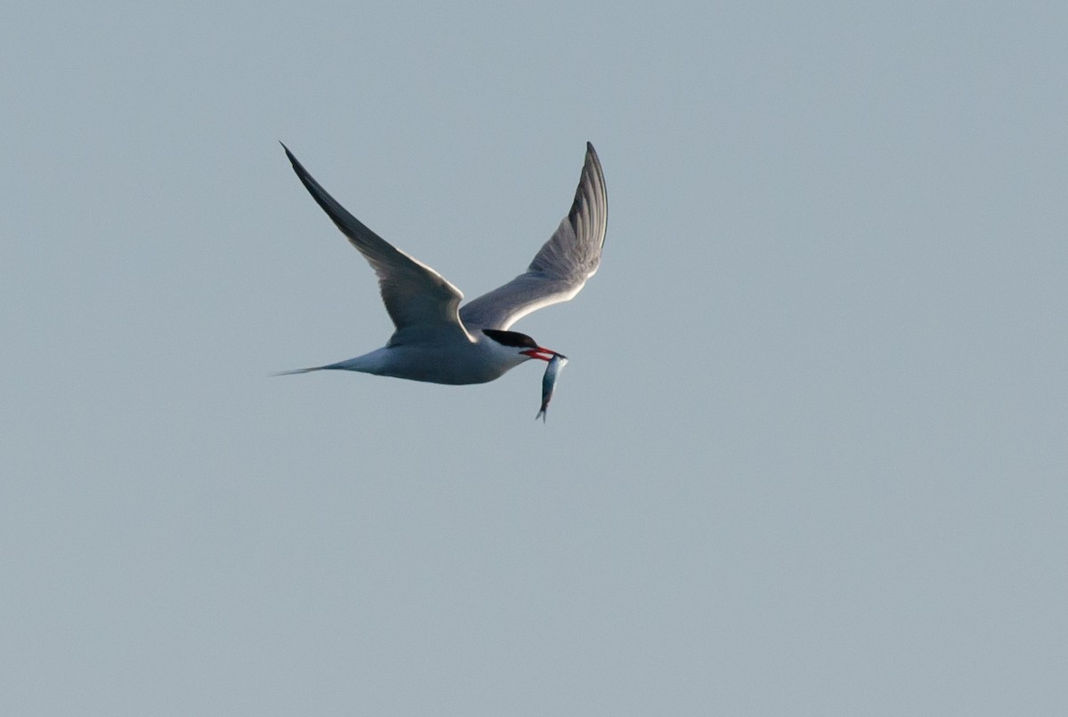 Common Tern - ML621112859