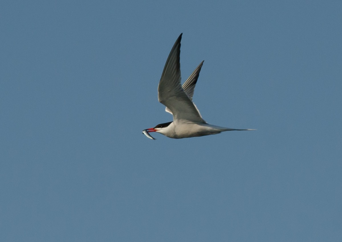 Common Tern - ML621112860