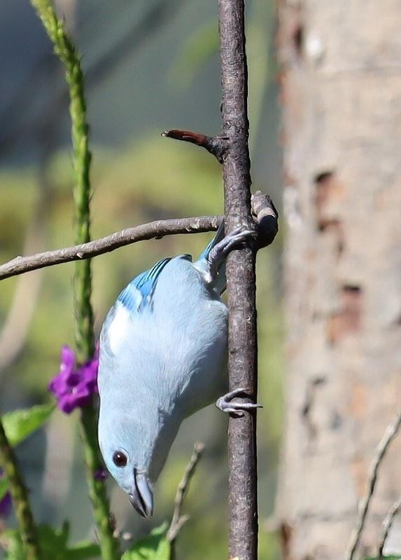 Blue-gray Tanager - Pete Shen