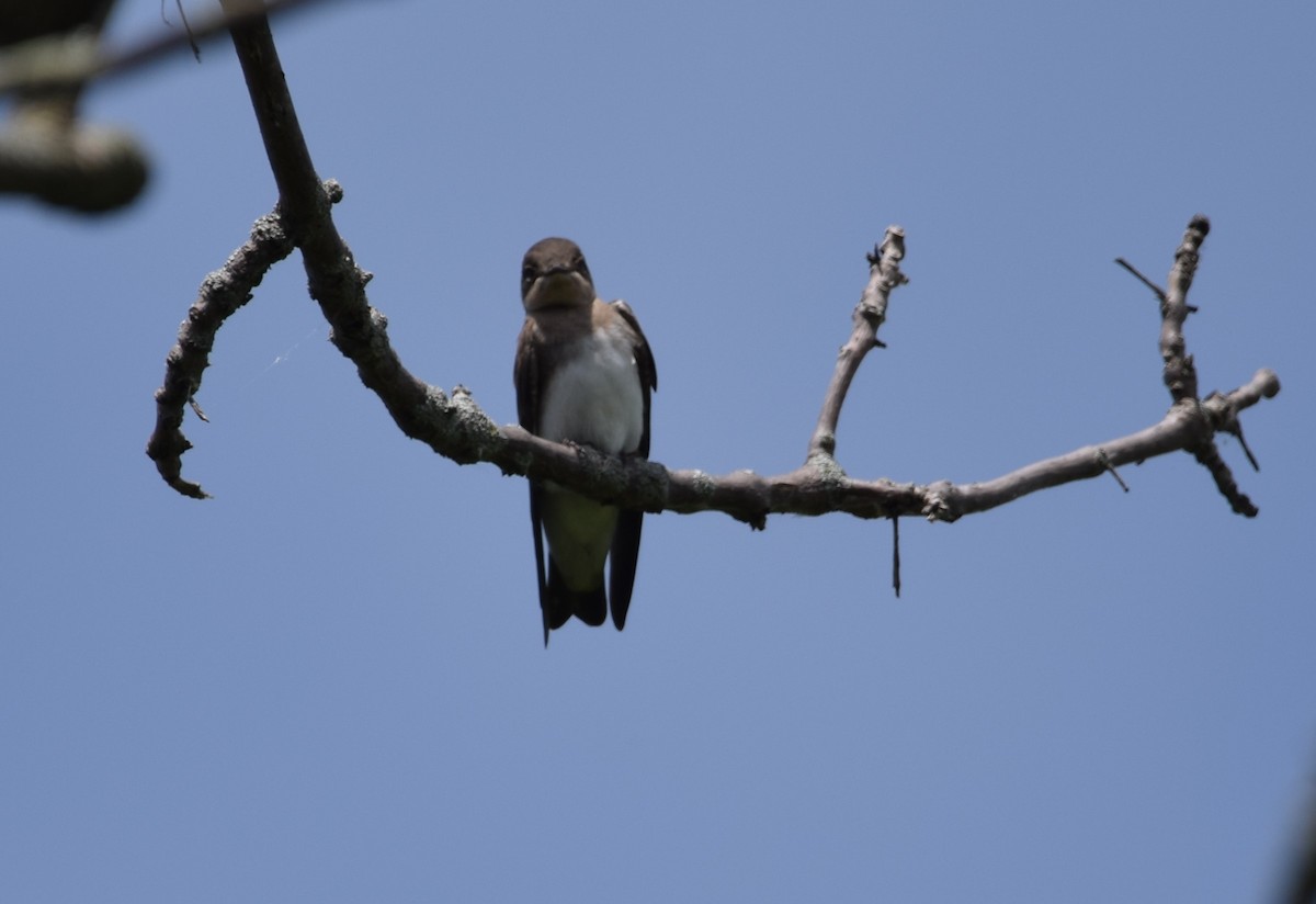 Northern Rough-winged Swallow - Henri Ouellet