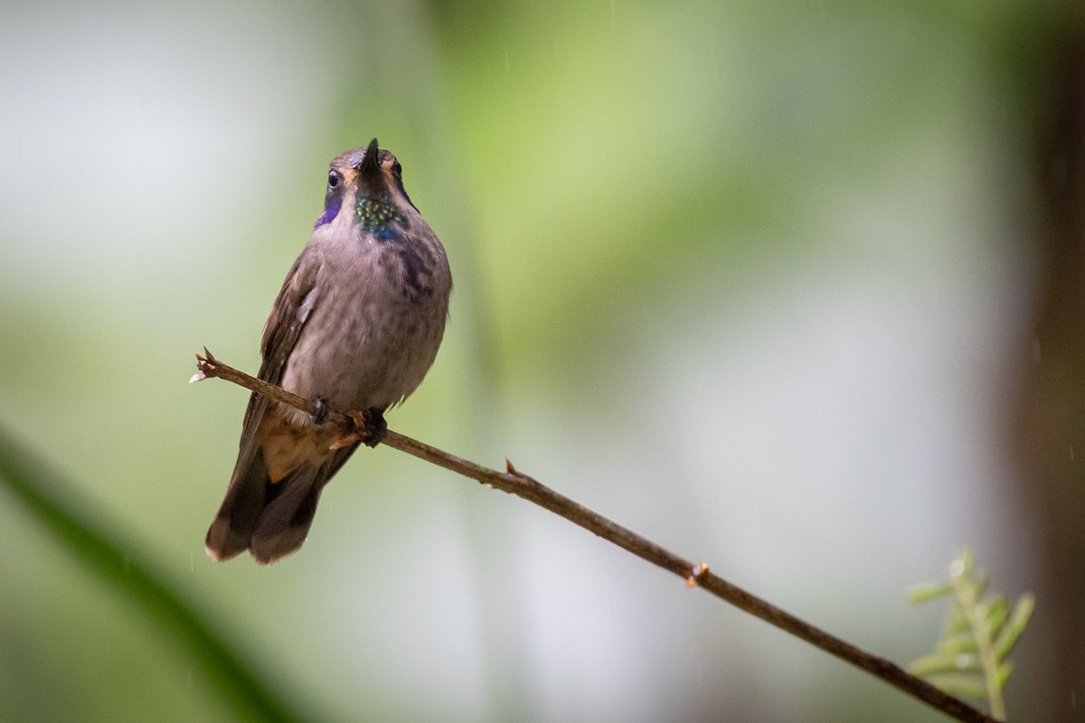 kolibřík fialovouchý - ML621112936