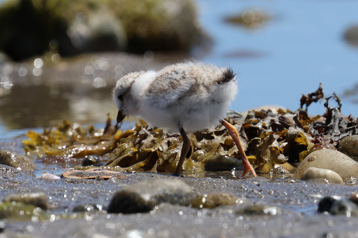 Piping Plover - ML621112989