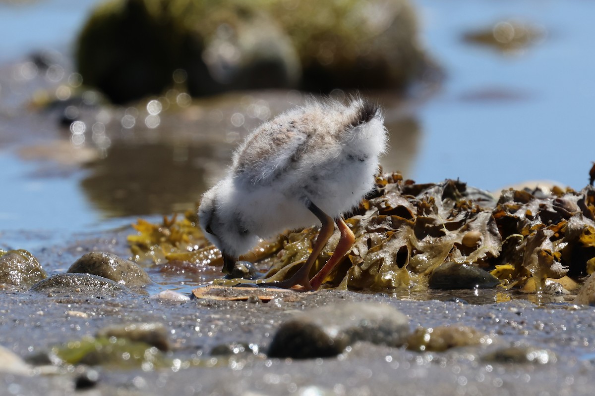 Piping Plover - ML621112991