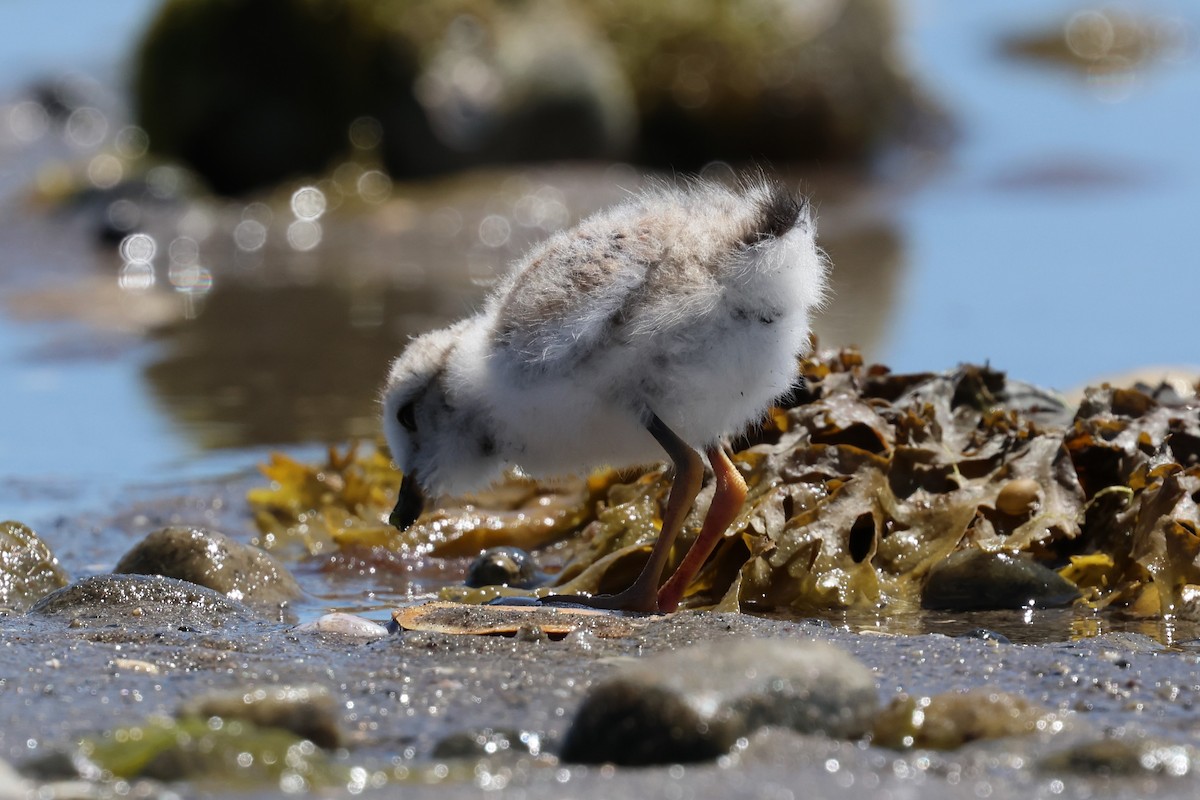 Piping Plover - ML621112994