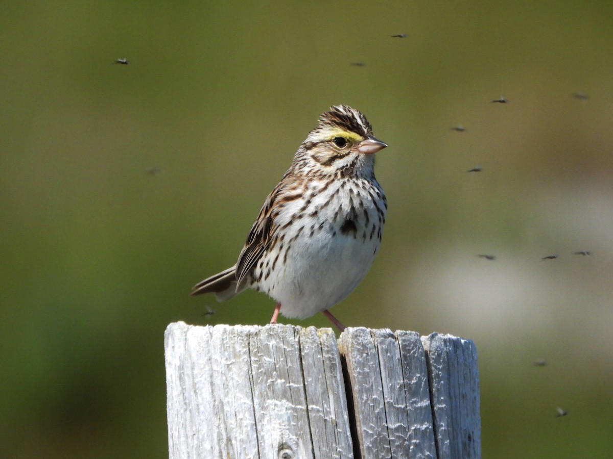 Savannah Sparrow - ML621113006