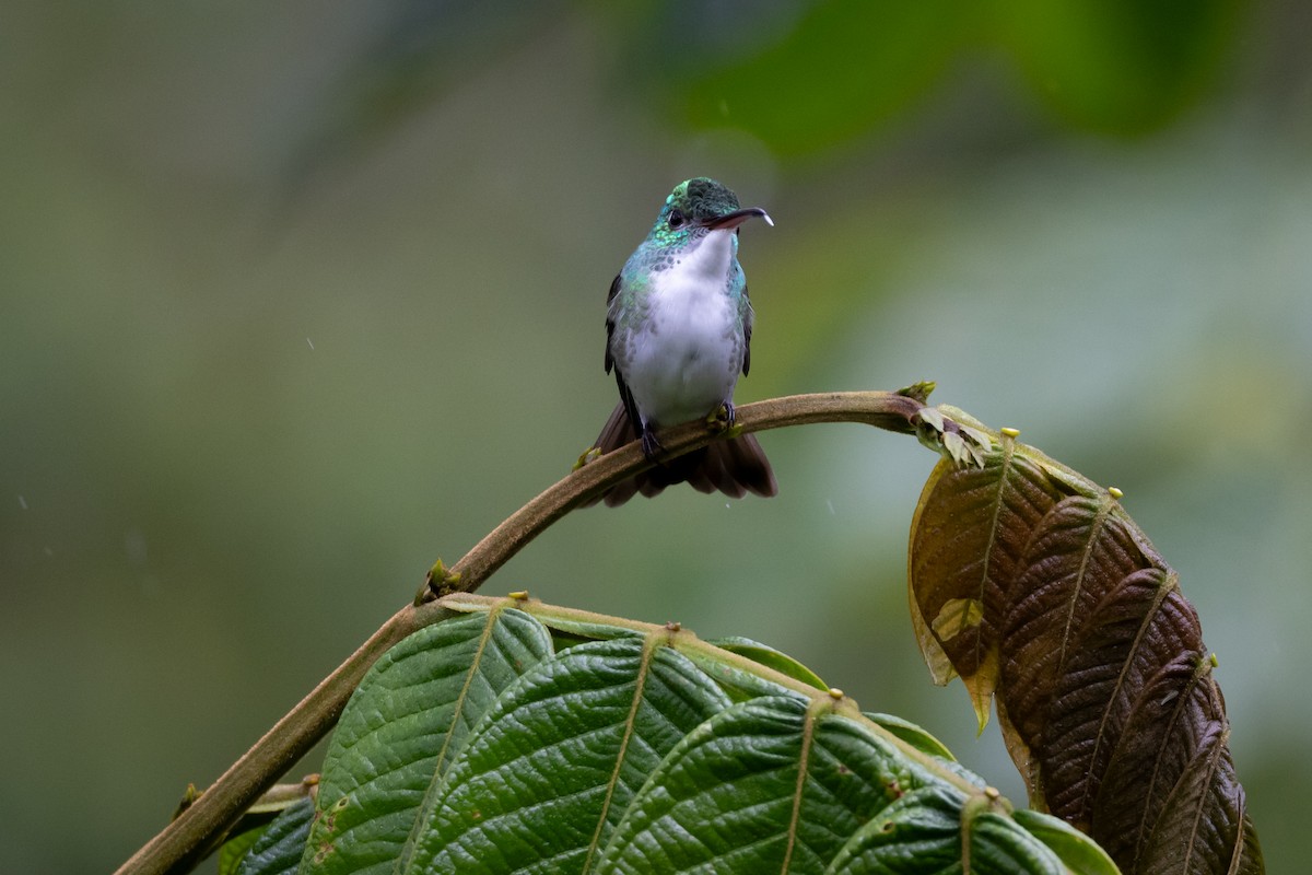 kolibřík andský - ML621113009