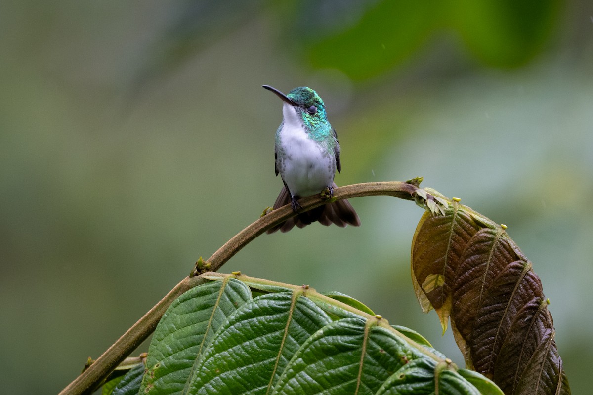 kolibřík andský - ML621113010