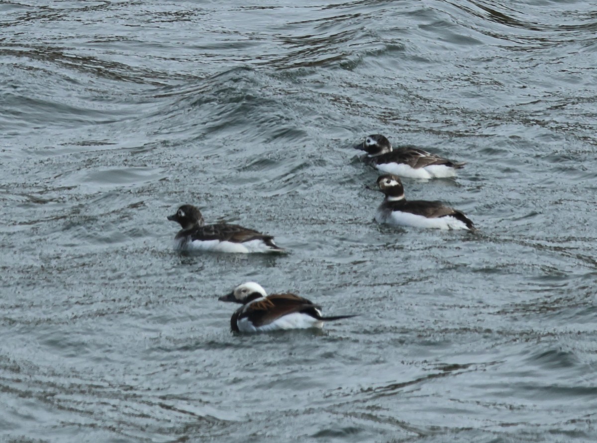 Long-tailed Duck - ML621113012
