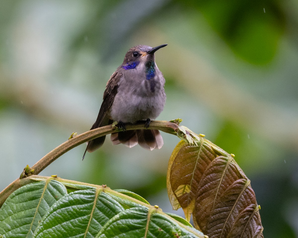 kolibřík fialovouchý - ML621113026