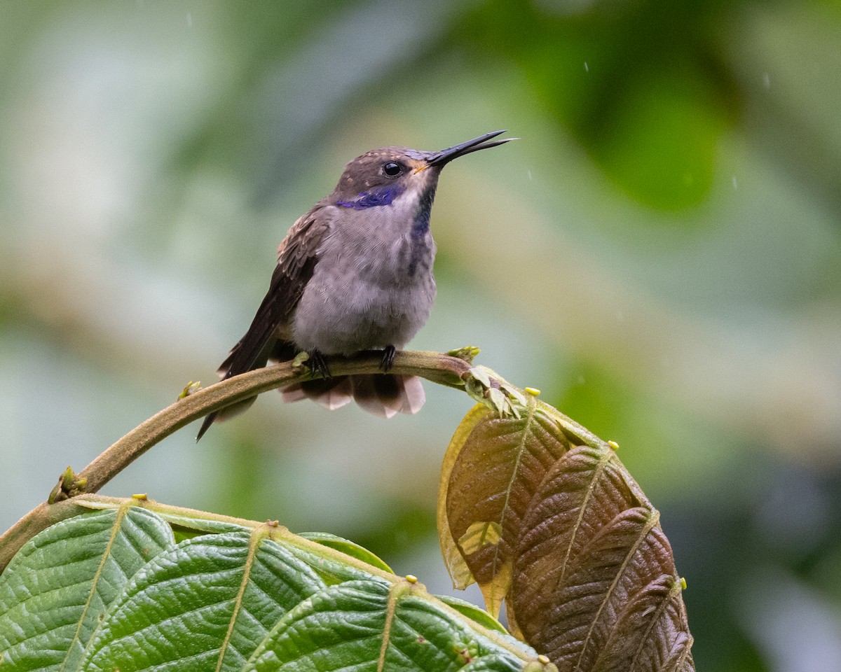 kolibřík fialovouchý - ML621113027