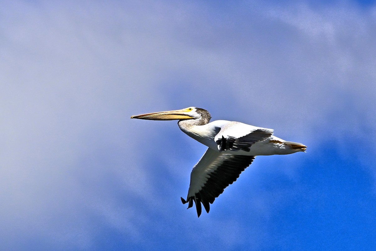 pelikán severoamerický - ML621113028