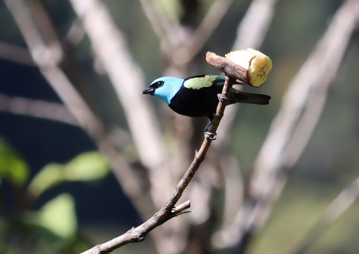 Blue-necked Tanager - ML621113029