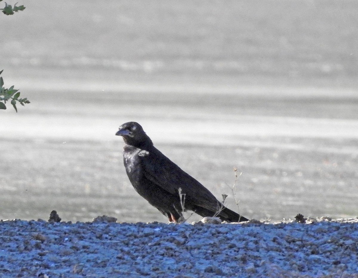 Great-tailed Grackle - ML621113031