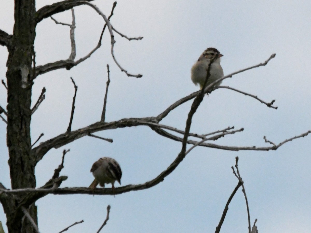 Clay-colored Sparrow - ML621113034