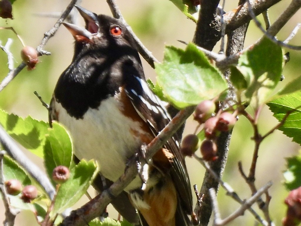 Spotted Towhee - ML621113054