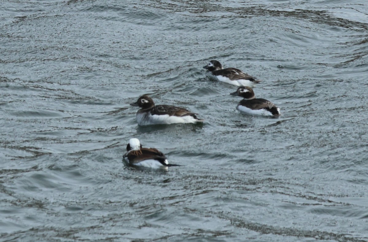 Long-tailed Duck - ML621113056