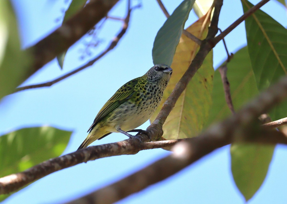 Spotted Tanager - ML621113073