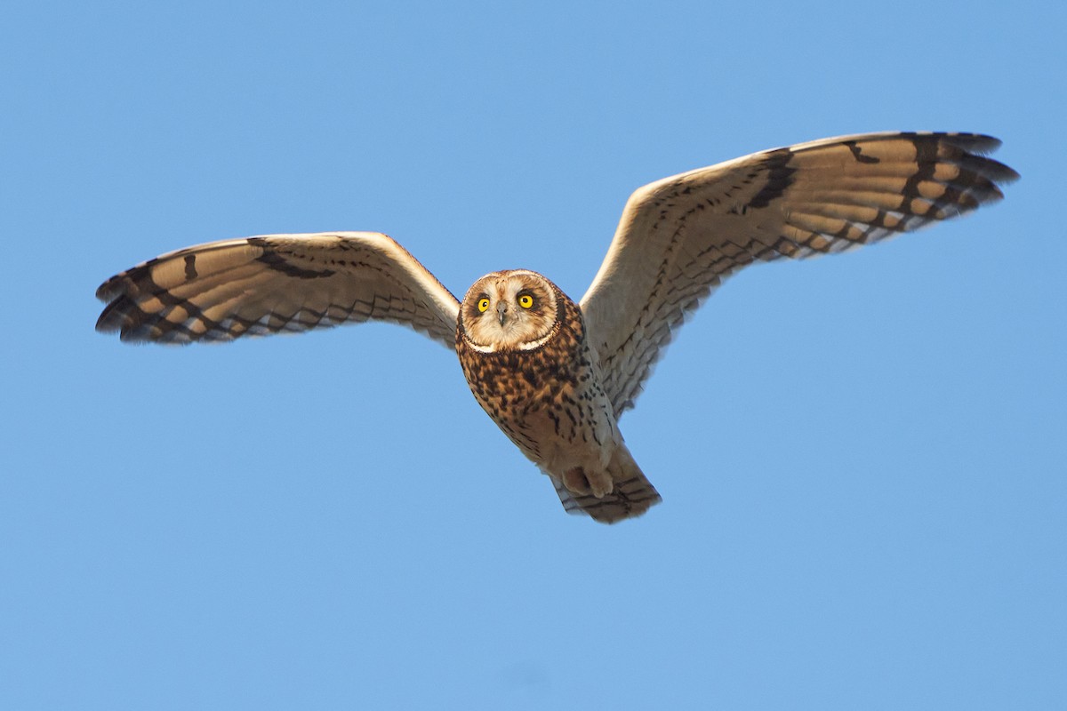 Short-eared Owl - ML621113075