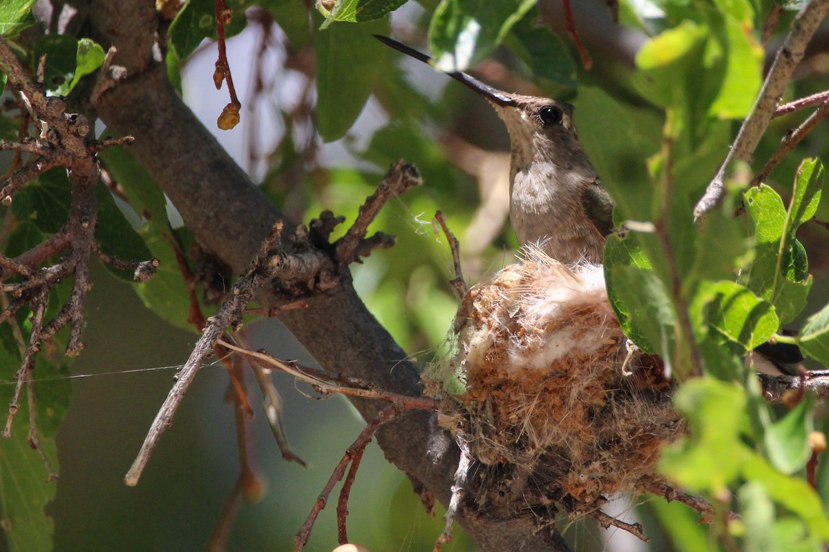 Black-chinned Hummingbird - ML621113102