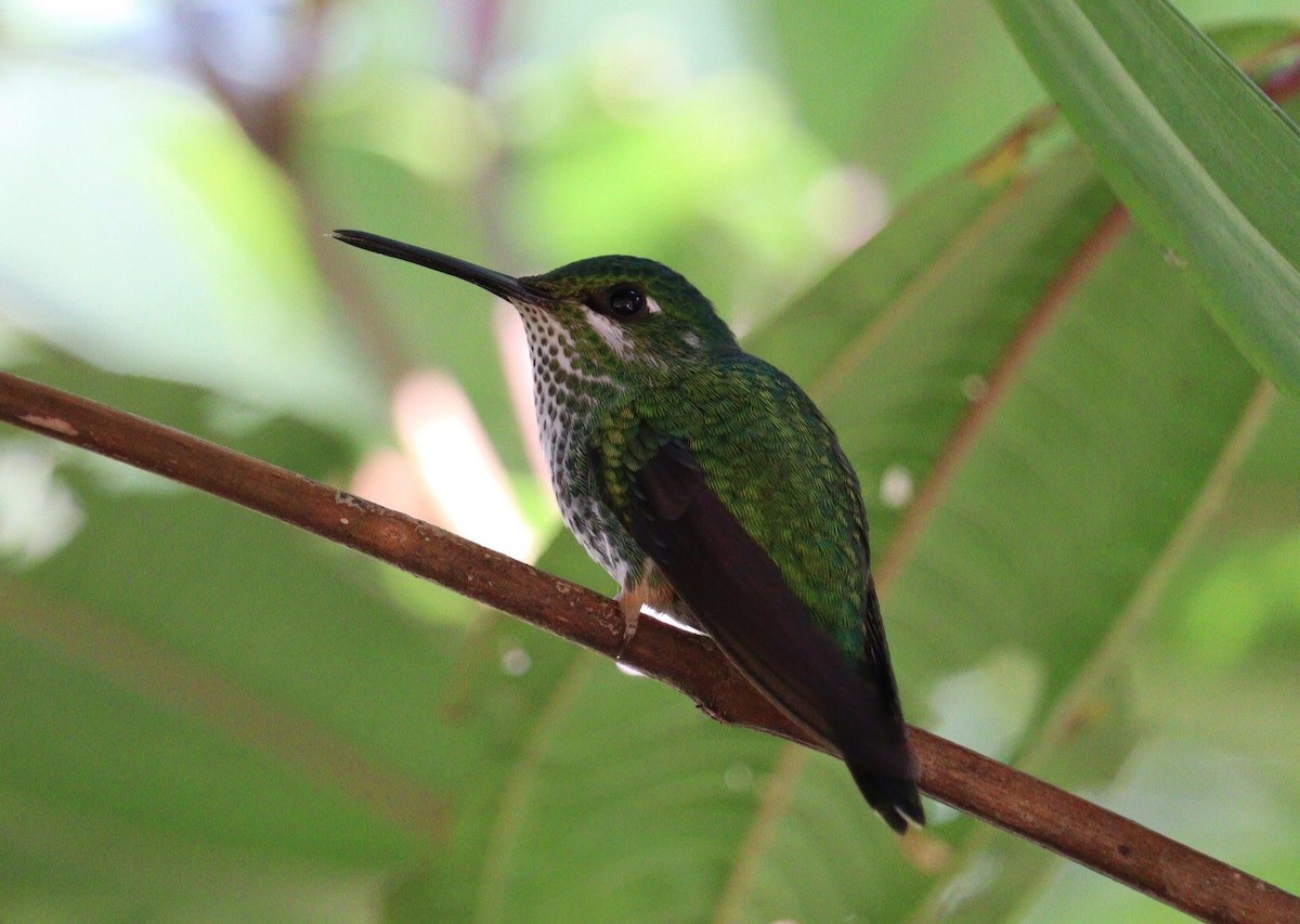 Rufous-booted Racket-tail - ML621113105