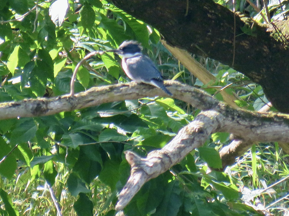 Belted Kingfisher - ML621113106