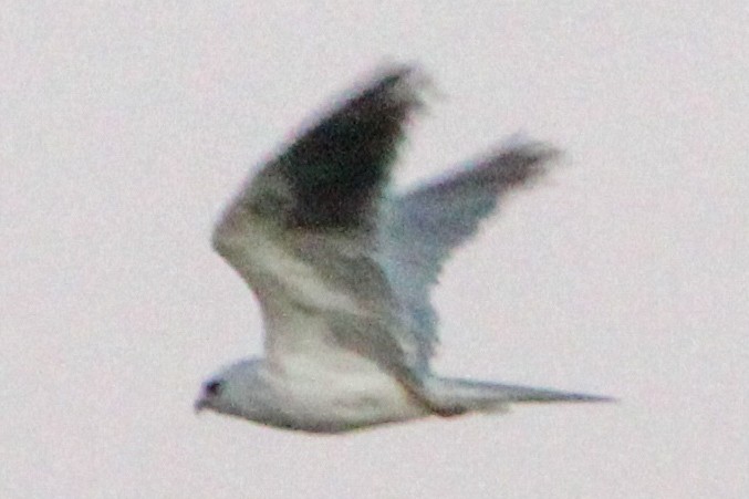 White-tailed Kite - ML621113116