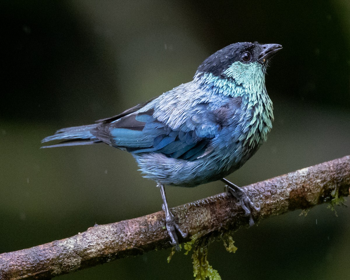 Black-capped Tanager - ML621113117