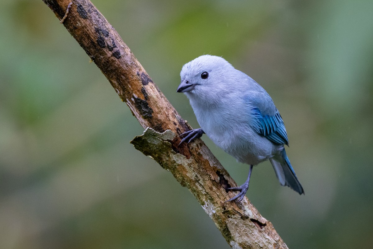 Blue-gray Tanager - ML621113122