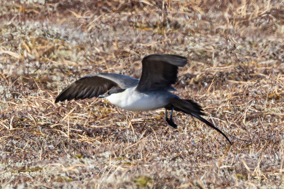 Long-tailed Jaeger - ML621113135