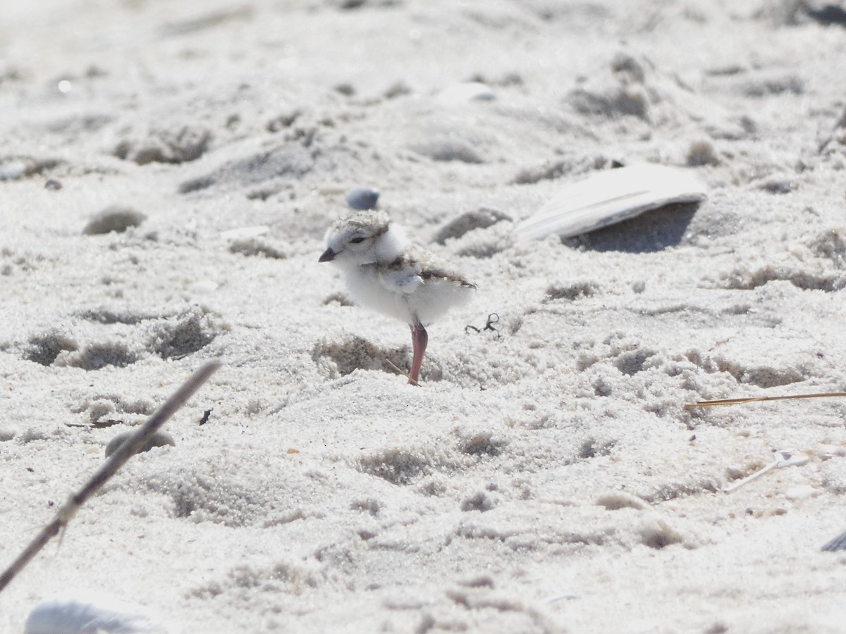 Piping Plover - ML621113184