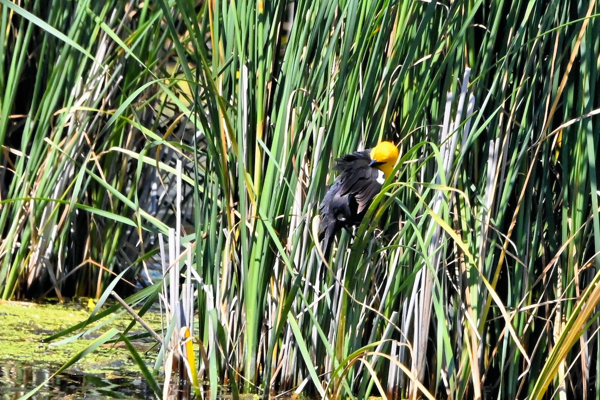 Yellow-headed Blackbird - ML621113186